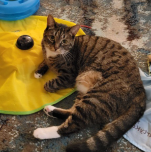 Mela loves her electronic toys and surfing in the pool!