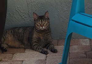 Tweetie enjoying her patio time.