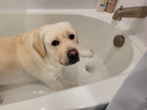 Sven in bath